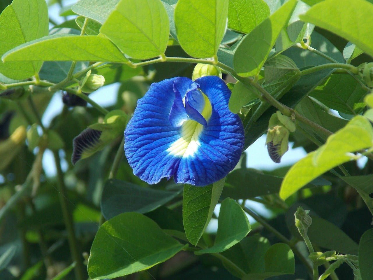 Clitoria ternatea: Die Zauberhafte Blaue Schmetterlingsblume - montcalia.ch