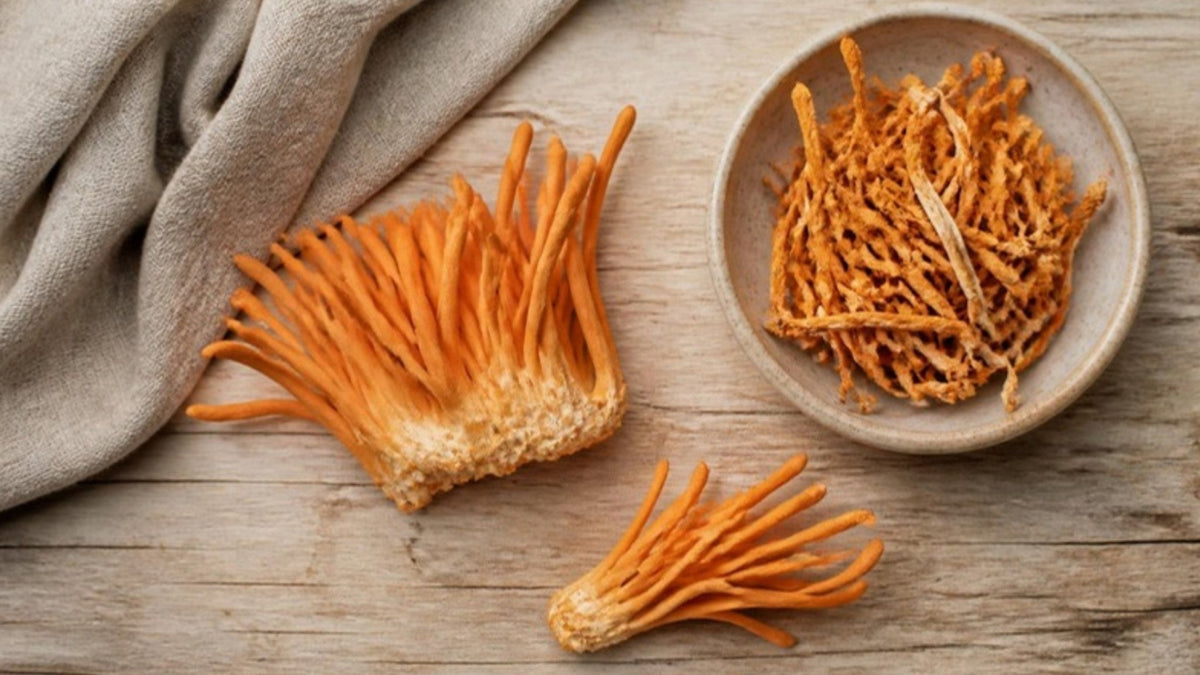 Orangefarbene Cordyceps-militaris-Fruchtkörper, frisch und getrocknet in einer Schale, auf einem Holztisch