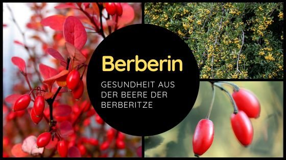 Die erstaunlichen Vorteile von Berberin für Ihre Gesundheit - montcalia.ch