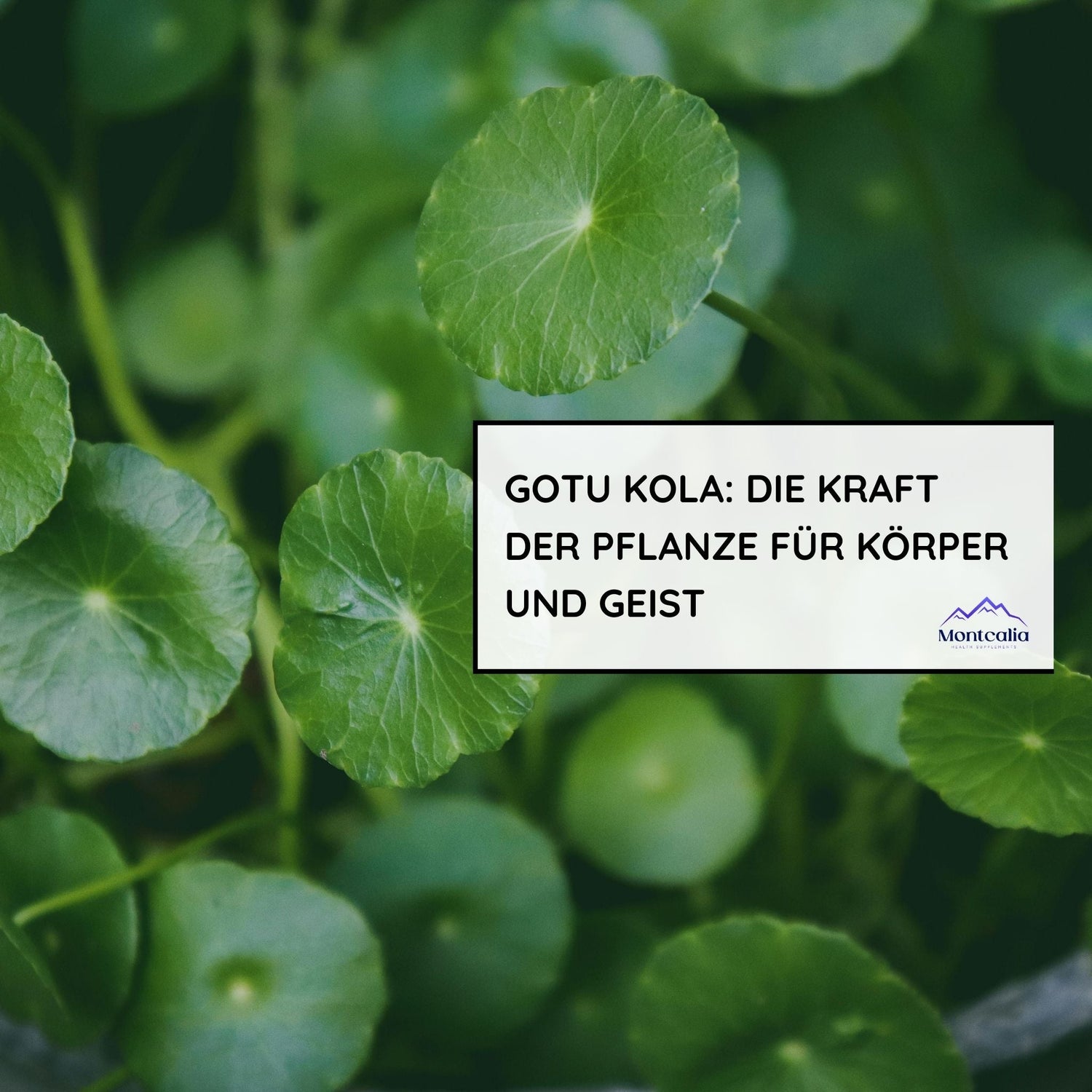 Gotu Kola: Die Kraft der Pflanze für Körper und Geist - montcalia.ch