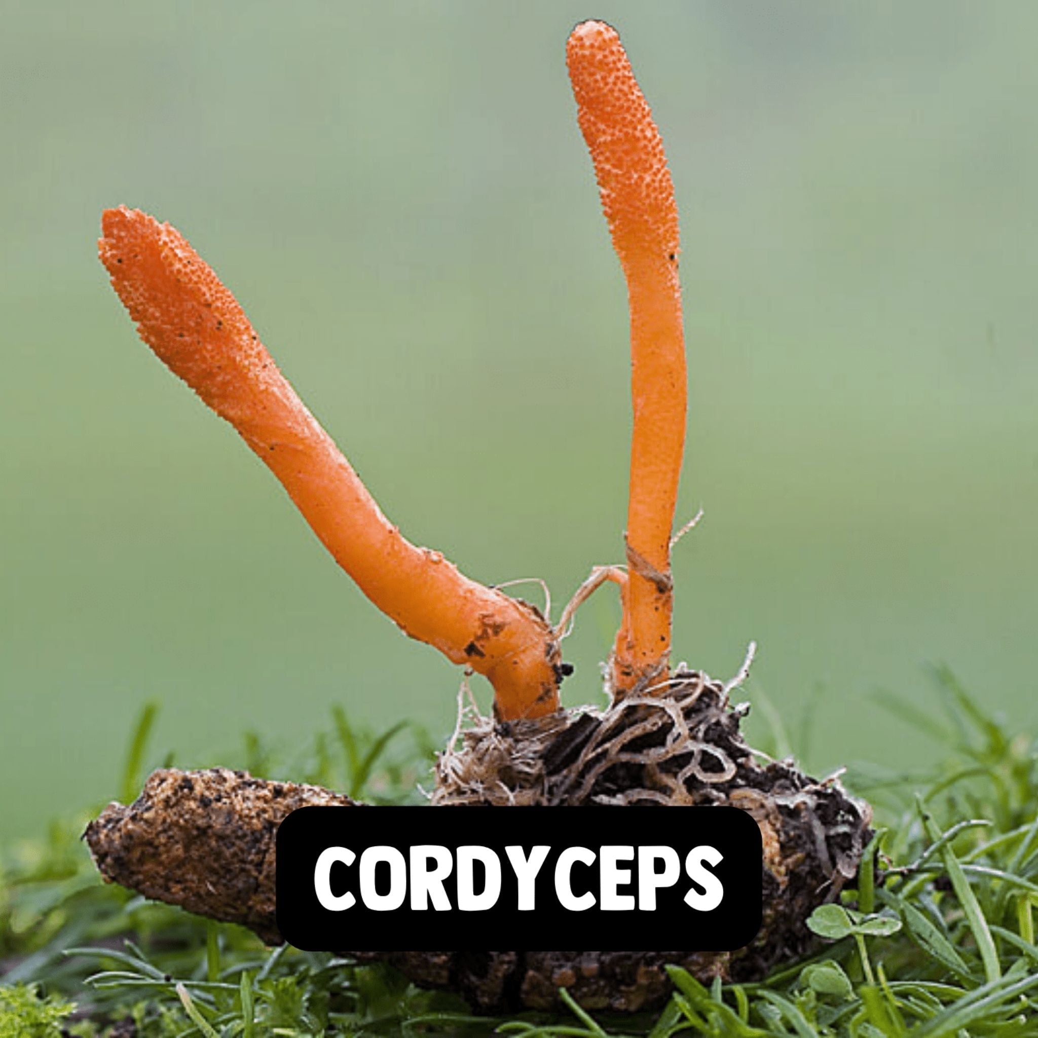 Bio Cordyceps - 60 Kapseln - montcalia.ch