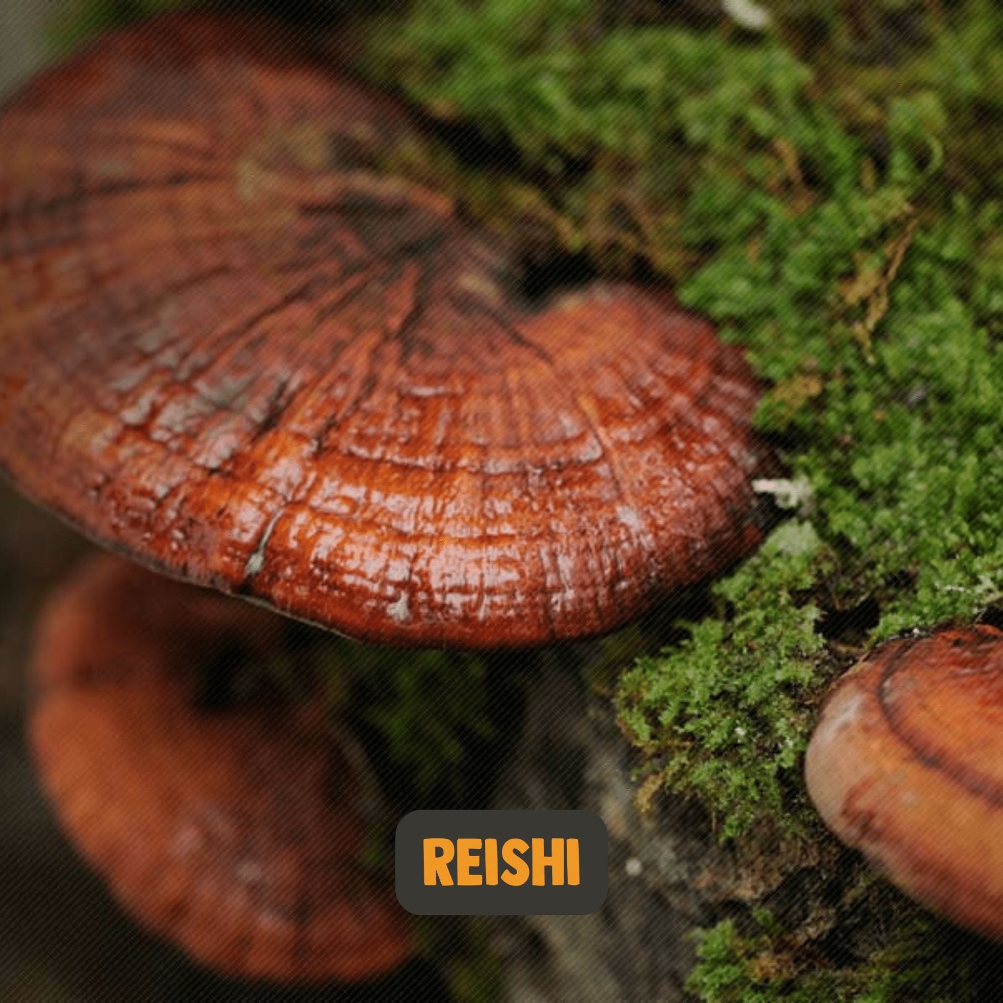 Bio Reishi - 120 Kapseln - montcalia.ch