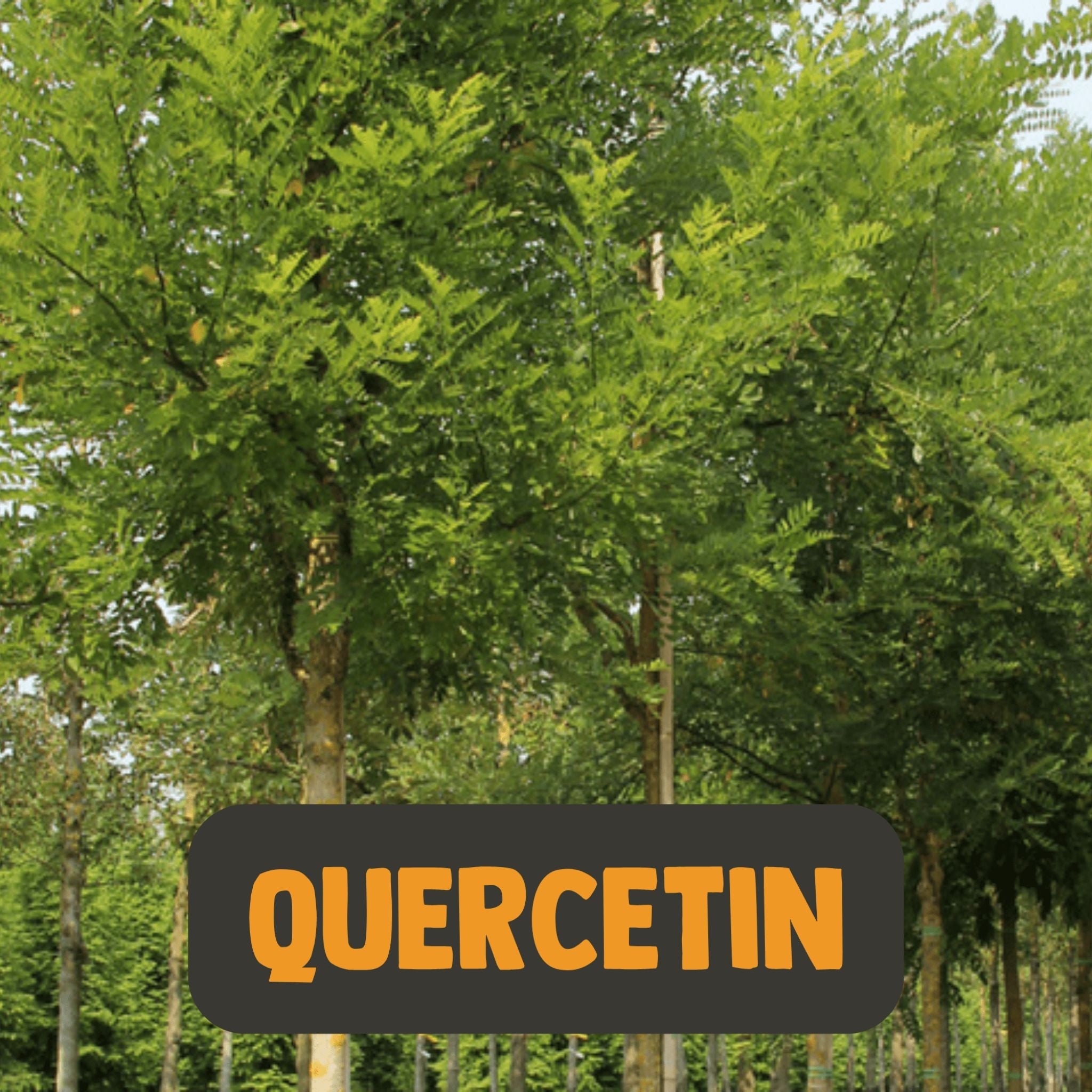 Quercetin Extrakt - 60 Kapseln - montcalia.ch