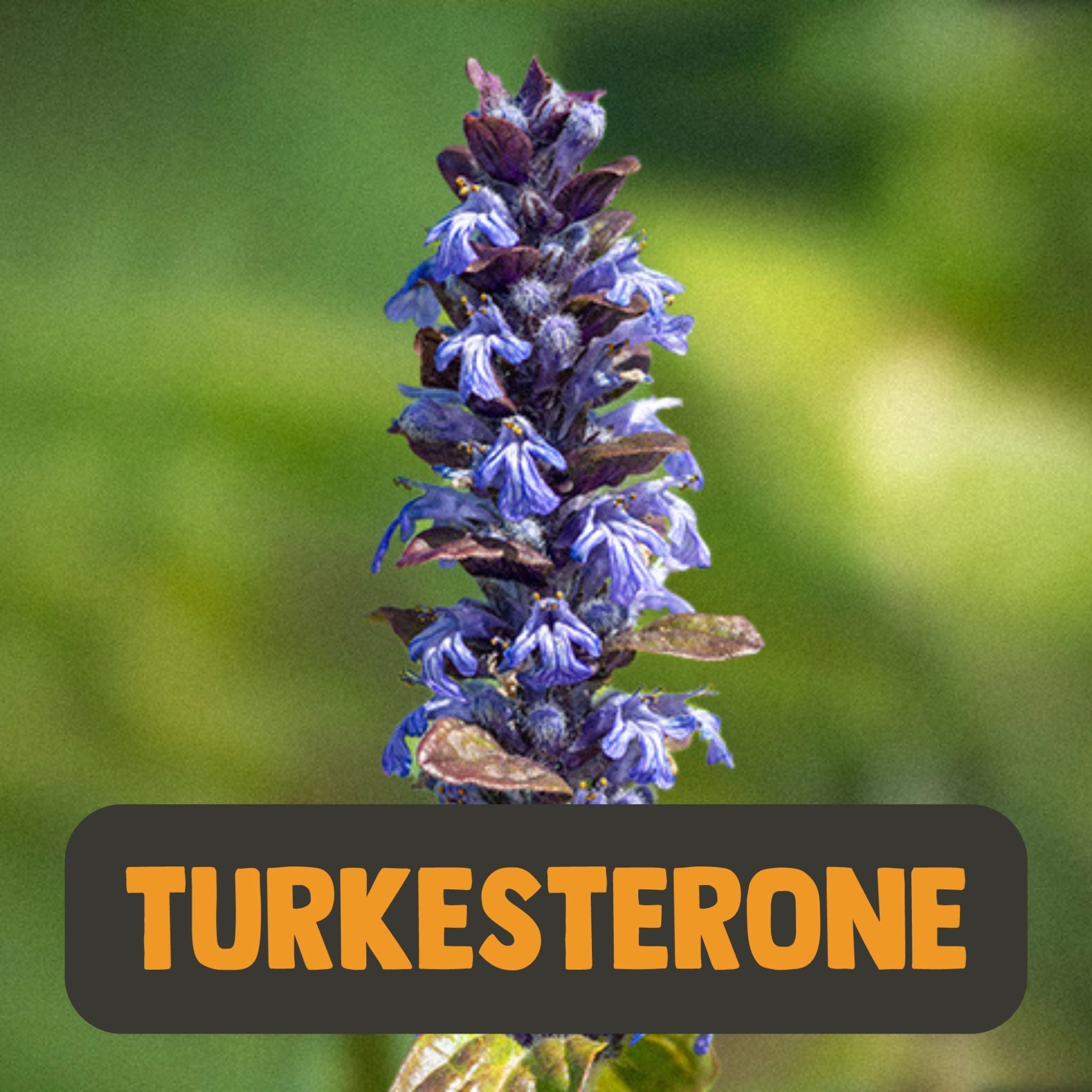 Turkesterone 10% Extrakt 500mg - 60 Kapseln - Cupplement - Ajuga Turkestanica - Anabolika - Fitness - montcalia.ch